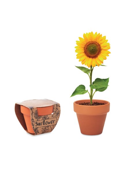 Pot graines de tournesol