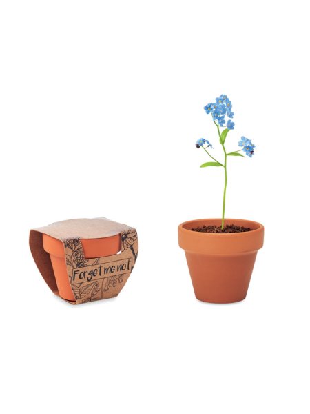 Pot graines de myosotis